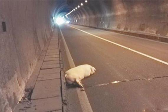 200斤“二师兄”从货车上跳车 飞落高速