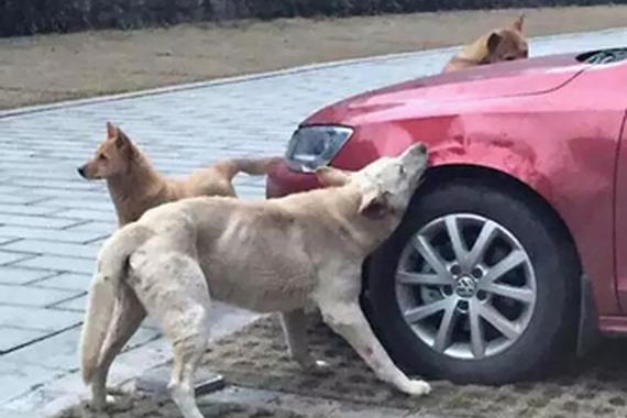 流浪狗因挡着车位被踢 结果上演毁车复仇！
