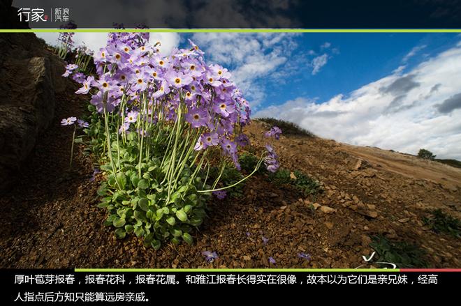 追寻“植物猎人”印记,高山植物探索之旅