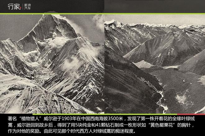 追寻“植物猎人”印记,高山植物探索之旅