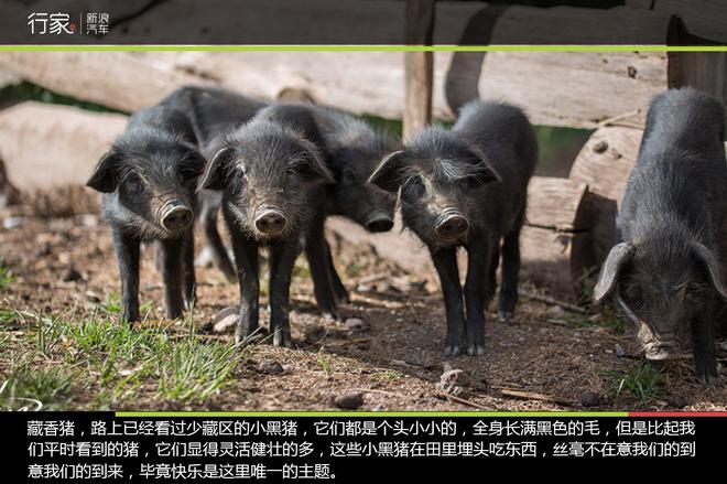 追寻“植物猎人”印记,高山植物探索之旅