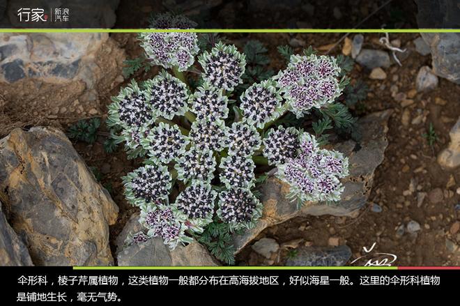 追寻“植物猎人”印记,高山植物探索之旅