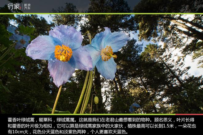 追寻“植物猎人”印记,高山植物探索之旅