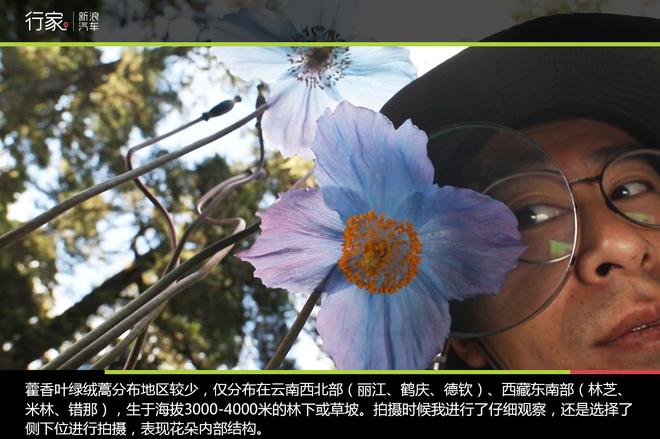 追寻“植物猎人”印记,高山植物探索之旅