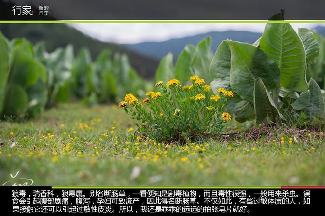 追寻“植物猎人”印记,高山植物探索之旅