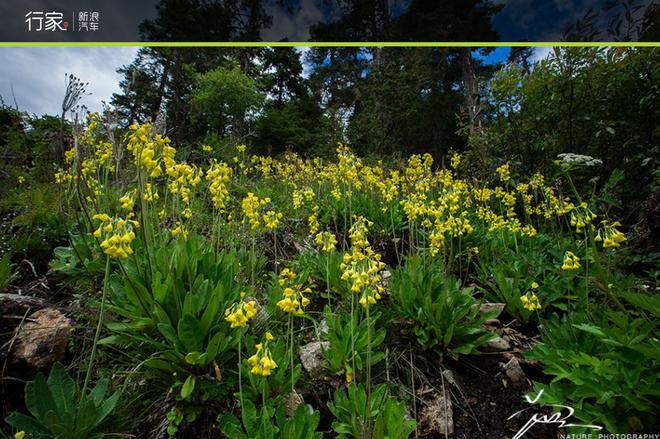 追寻“植物猎人”印记,高山植物探索之旅