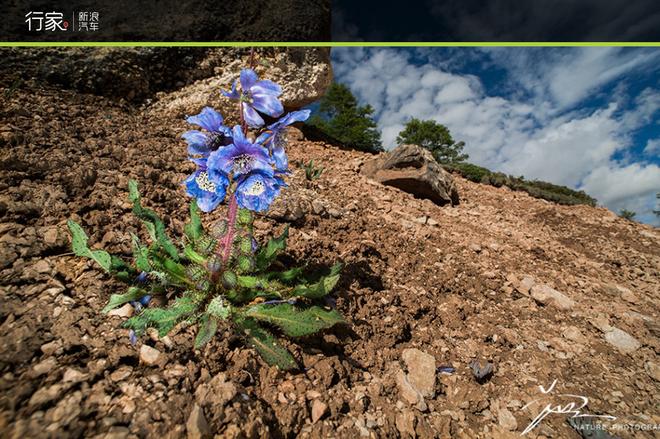追寻“植物猎人”印记,高山植物探索之旅