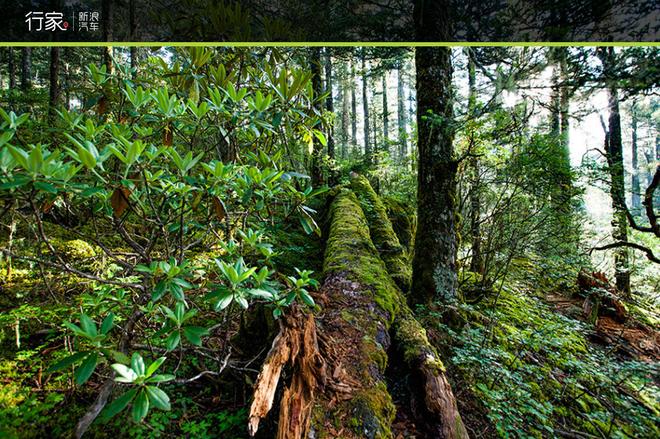 追寻“植物猎人”印记,高山植物探索之旅