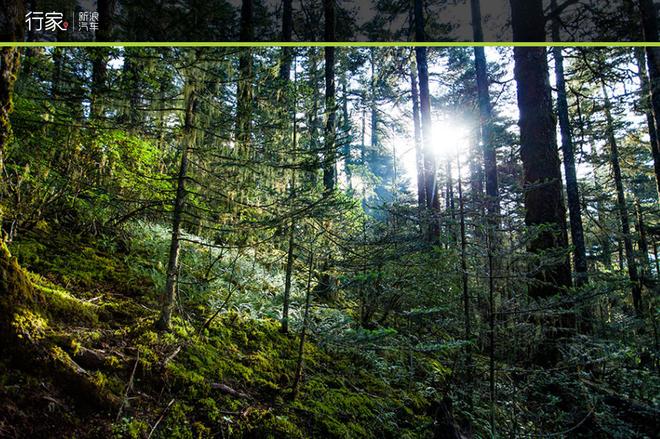 追寻“植物猎人”印记,高山植物探索之旅