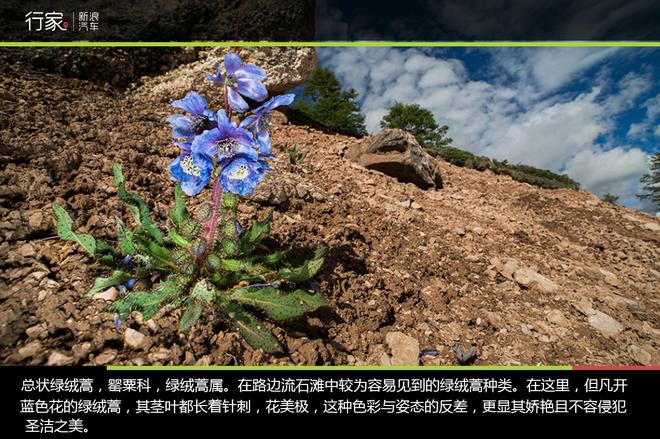 追寻“植物猎人”印记,高山植物探索之旅