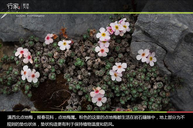 追寻“植物猎人”印记,高山植物探索之旅