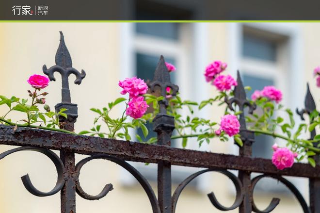 行家:跟斯巴鲁XV一起律动青岛