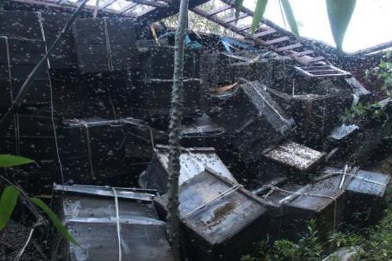 车辆侧翻致200万只蜜蜂 “上路”锁国道 