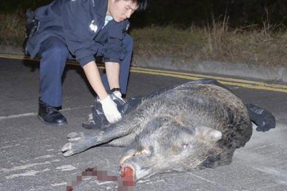 高速撞猪惹车祸 责任谁来负？