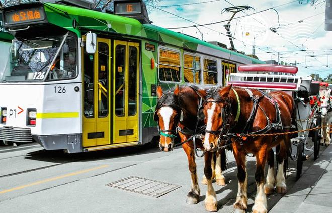 自驾|吃喝玩乐墨尔本 出门傻眼了:车呢!