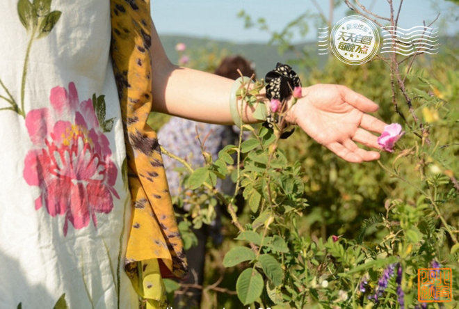 自驾|诸事不顺难掩人们的热情 爱上玫瑰之乡