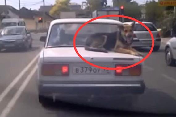 视频：不做追风狗！淡定爱犬竟端坐车尾