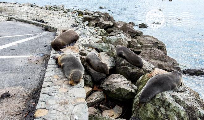 自驾|直升机寻找大鲸鱼 与海狮宝宝晒太阳