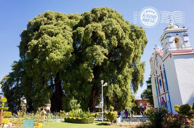 自驾|墨西哥独家玩法 用仙人掌自残找快感