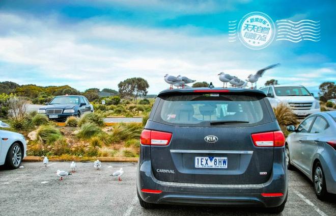 自驾|澳洲最牛自驾路线 与袋鼠先生在路上