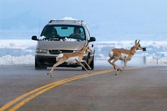 高速行车遇到动物横穿，该不该压？
