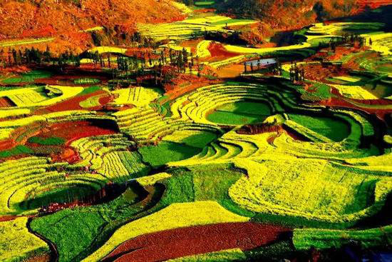 二月自驾推荐地 亮瞎了全世界眼球的罗平