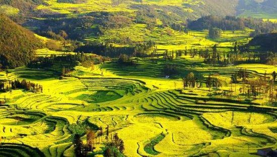 二月自驾推荐地 亮瞎了全世界眼球的罗平