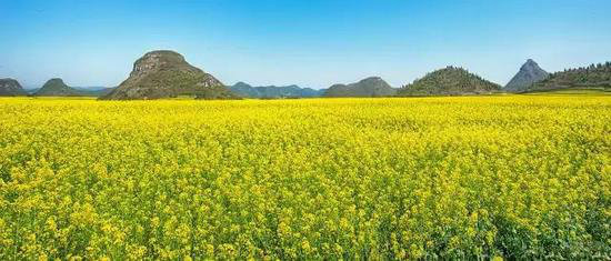 二月自驾推荐地 亮瞎了全世界眼球的罗平