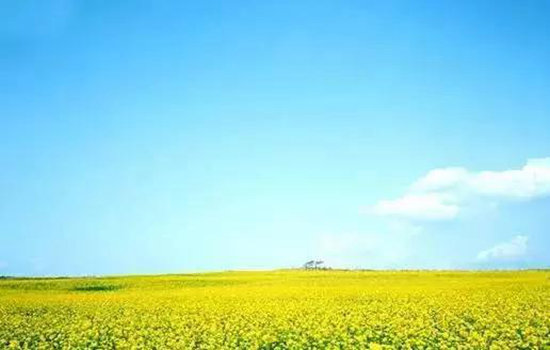 二月自驾推荐地 亮瞎了全世界眼球的罗平