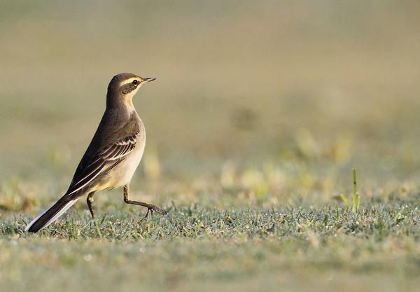 你会砍价么?十招购车真言再便宜几万!