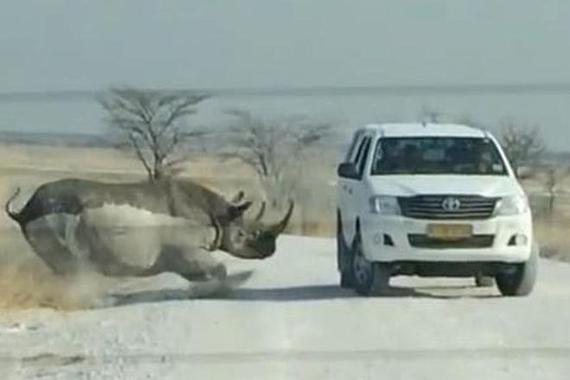有惊无险！犀牛怒撞丰田越野车