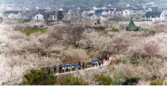 花海、古镇 春天国内最美的自驾游的地方!