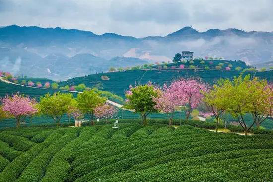 花海、古镇 春天国内最美的自驾游的地方!