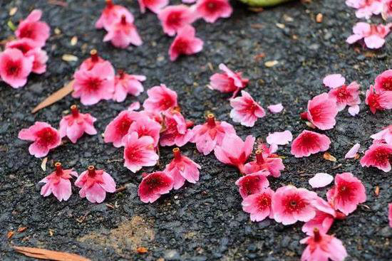 花海、古镇 春天国内最美的自驾游的地方!