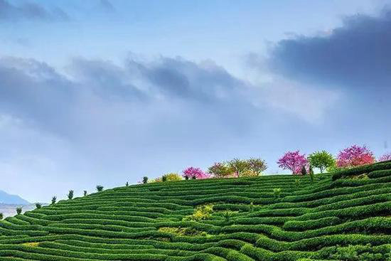 花海、古镇 春天国内最美的自驾游的地方!