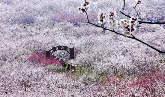 花海、古镇 春天国内最美的自驾游的地方!