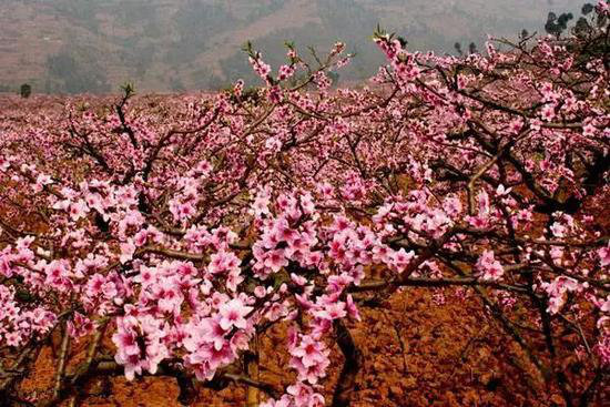 花海、古镇 春天国内最美的自驾游的地方!