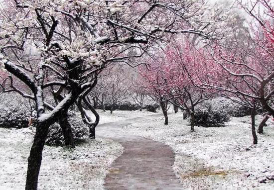 花海、古镇 春天国内最美的自驾游的地方!