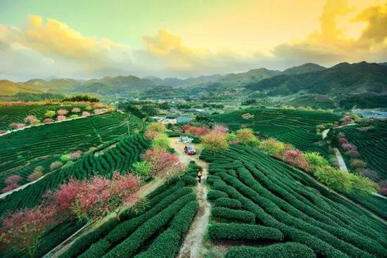 花海、古镇 春天国内最美的自驾游的地方!