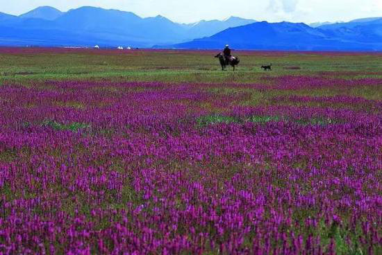 中国十大花海3月相继绽放 自驾去赏花吧!