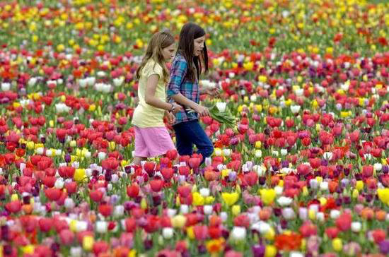 自驾美丽超乎你想象的世界十大赏花仙境