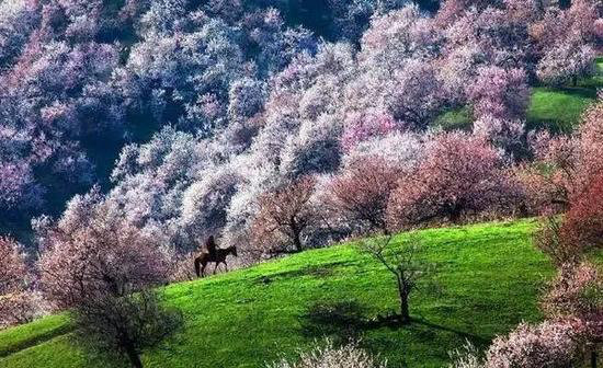 中国十大花海3月相继绽放 自驾去赏花吧!