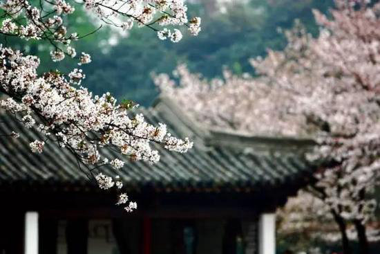 中国十大花海3月相继绽放 自驾去赏花吧!