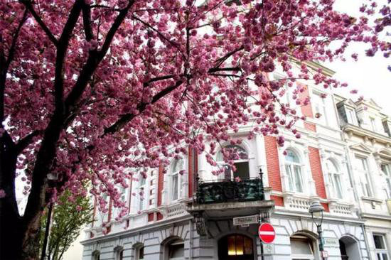 自驾美丽超乎你想象的世界十大赏花仙境