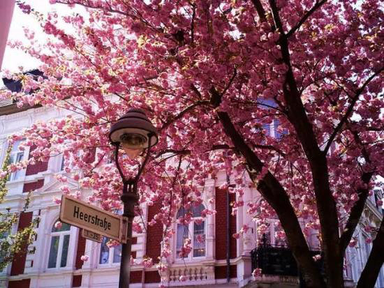 自驾美丽超乎你想象的世界十大赏花仙境