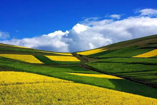 中国十大花海3月相继绽放 自驾去赏花吧!