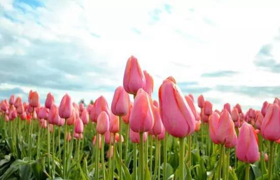 3月最佳自驾旅行地,99%的人都去错了!