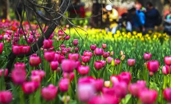 3月最佳自驾旅行地,99%的人都去错了!