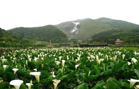 中国十大花海3月相继绽放 自驾去赏花吧!