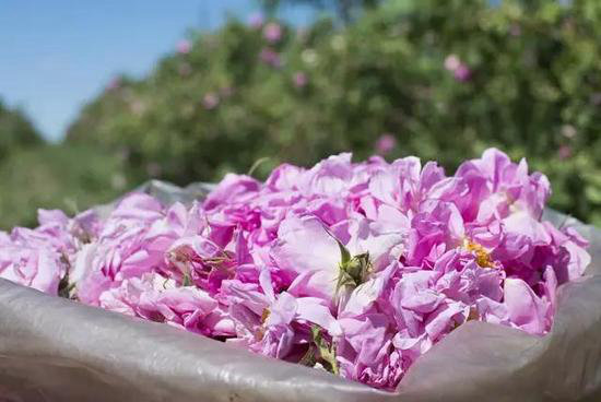 自驾美丽超乎你想象的世界十大赏花仙境